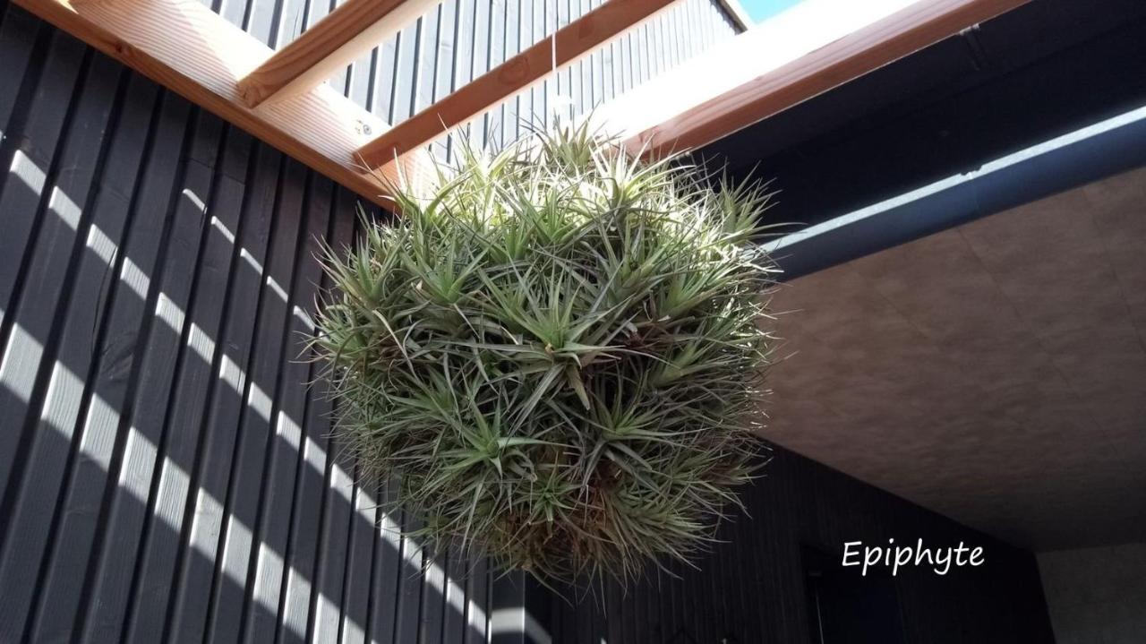 Epiphytes Et Succulentes Lägenhet Paimpol Exteriör bild