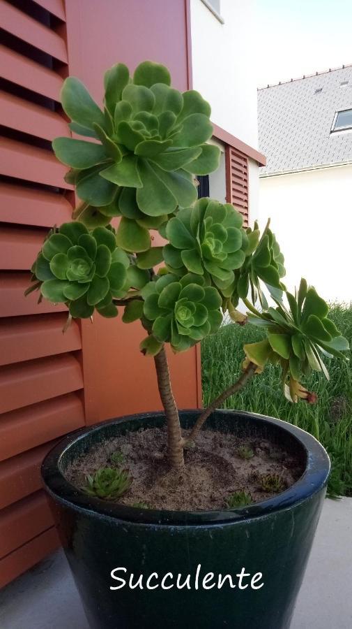 Epiphytes Et Succulentes Lägenhet Paimpol Exteriör bild
